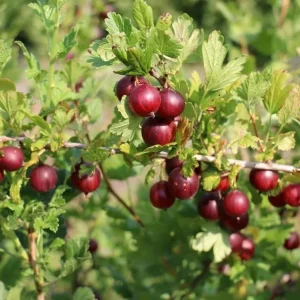 Jostaberry Live Plant - Thornless Gooseberry Currant Cross Bush, 6-12