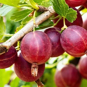 Jostaberry Live Plant, Thornless Gooseberry Currant Cross Shrub, 6-12
