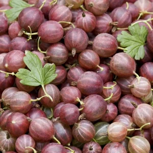 Jostaberry Live Plant, Thornless Gooseberry Currant Cross Shrub, 6-12