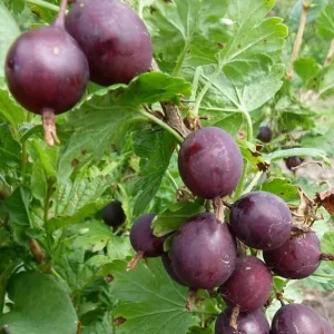 Jostaberry Live Plant - Thornless Gooseberry Currant Cross Bush, 6-12