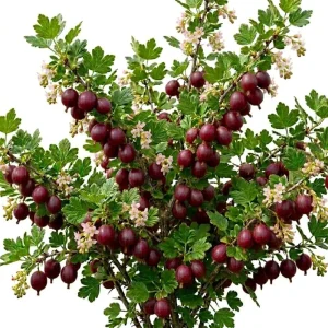 Jostaberry Live Plant, Thornless Gooseberry Currant Cross Shrub, 6-12" Tall, Zone 3-8 - Image 1
