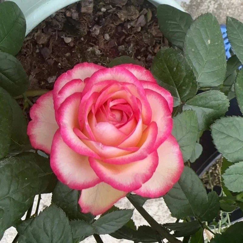 Juedai Shuangjiao Rose Live Plant - Bi-Color Gradient Flowers, Repeat Blooming - Image 2