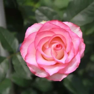 Juedai Shuangjiao Rose Live Plant - Bi-Color Gradient Flowers, Repeat Blooming - Image 1