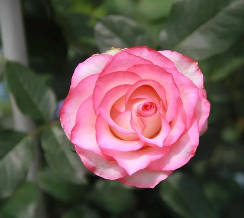 Juedai Shuangjiao Rose Live Plant - Bi-Color Gradient Flowers, Repeat Blooming - Image 1