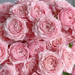 Julieta Rose Live Plant - Pink Double Bloom, Repeat Flowering, 8-10 cm - Image 2