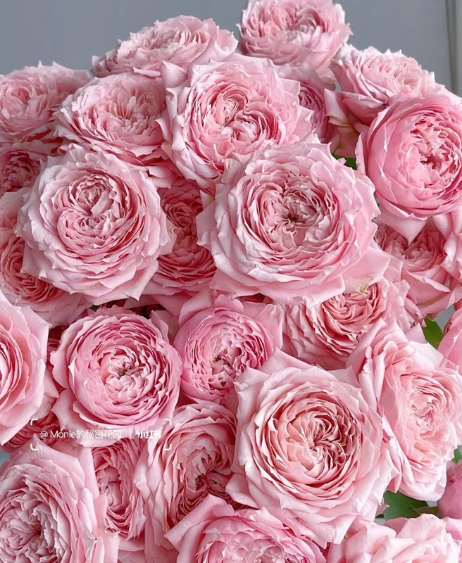 Julieta Rose Live Plant - Pink Double Bloom, Repeat Flowering, 8-10 cm - Image 2