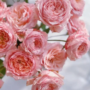 Julieta Rose Live Plant - Pink Double Bloom, Repeat Flowering, 8-10 cm - Image 3