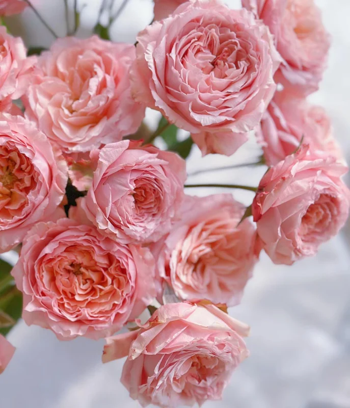 Julieta Rose Live Plant - Pink Double Bloom, Repeat Flowering, 8-10 cm - Image 3