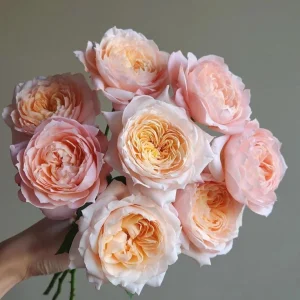 Julieta Rose Live Plant - Pink Double Bloom, Repeat Flowering, 8-10 cm - Image 4