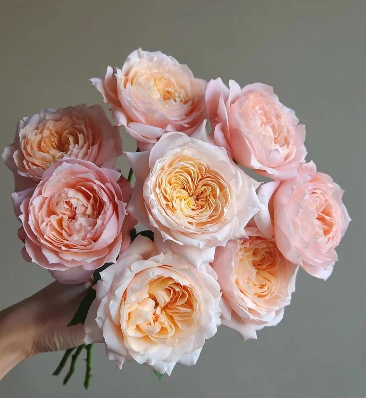 Julieta Rose Live Plant - Pink Double Bloom, Repeat Flowering, 8-10 cm - Image 4