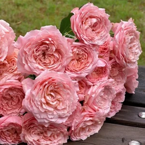 Julieta Rose Live Plant - Pink Double Bloom, Repeat Flowering, 8-10 cm - Image 5
