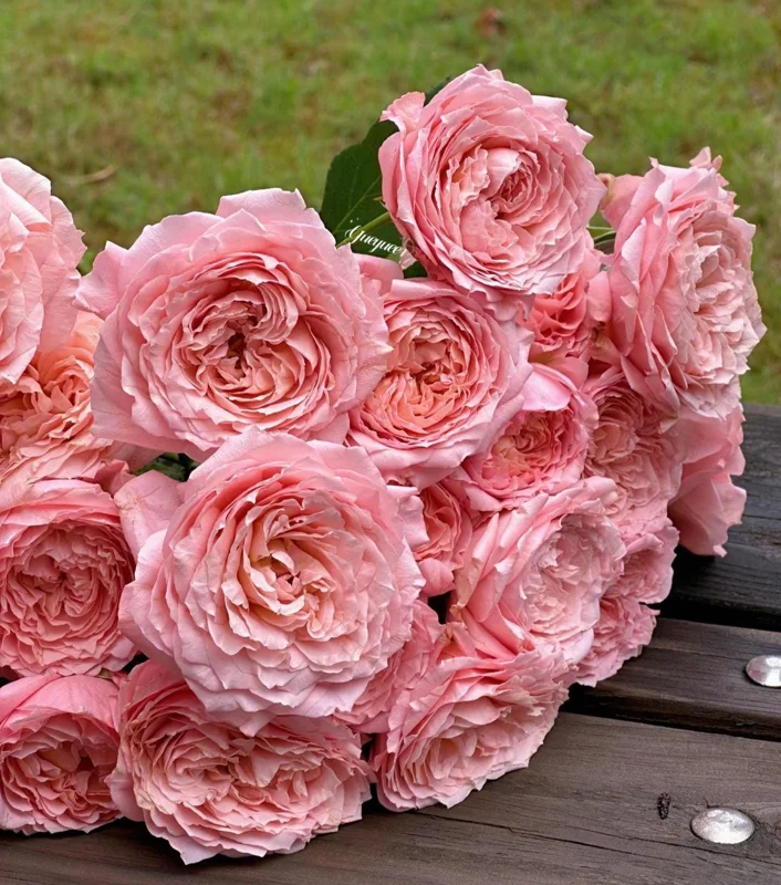 Julieta Rose Live Plant - Pink Double Bloom, Repeat Flowering, 8-10 cm - Image 5