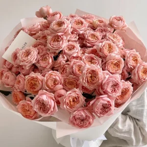 Julieta Rose Live Plant - Pink Double Bloom, Repeat Flowering, 8-10 cm - Image 6