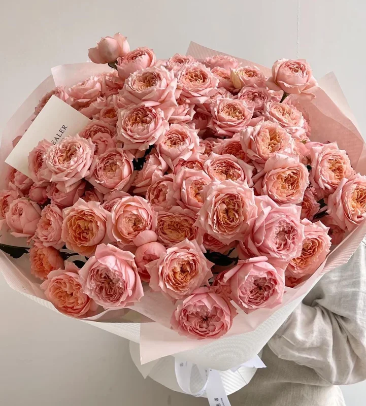 Julieta Rose Live Plant - Pink Double Bloom, Repeat Flowering, 8-10 cm - Image 6