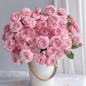 Julieta Rose Live Plant - Pink Double Bloom, Repeat Flowering, 8-10 cm - Image 1