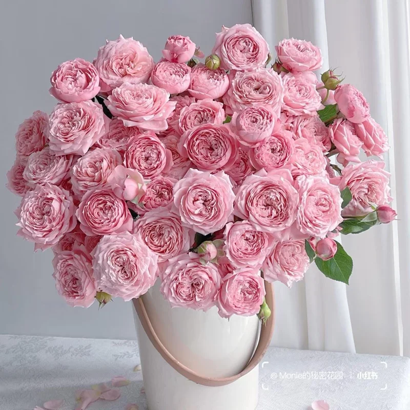 Julieta Rose Live Plant - Pink Double Bloom, Repeat Flowering, 8-10 cm - Image 1