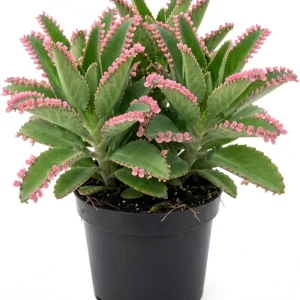 Kalanchoe Pink Butterflies Succulent Live Plant – 2-Inch Pot – Indoor - Image 1