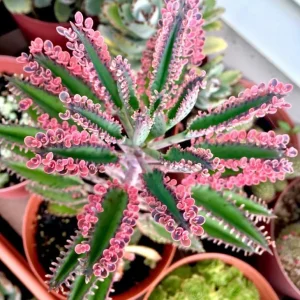 Kalanchoe Pink Butterfly Live Plant – Mother of Thousands Succulent – 2 inch Pot – Pink Leaves - Image 2