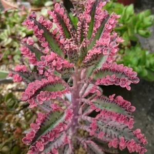 Kalanchoe Pink Butterfly Live Plant – Mother of Thousands Succulent – 2 inch Pot – Pink Leaves - Image 3