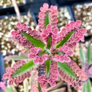 Kalanchoe Pink Butterfly Live Plant – Mother of Thousands Succulent – 2 inch Pot – Pink Leaves - Image 4