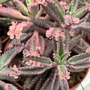 Kalanchoe Pink Butterfly Live Plant – Mother of Thousands Succulent – 2 inch Pot – Pink Leaves - Image 5