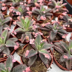 Kalanchoe Pink Butterfly Live Plant – Mother of Thousands Succulent – 2 inch Pot – Pink Leaves - Image 6