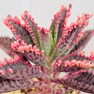 Kalanchoe Pink Butterfly Live Plant – Mother of Thousands Succulent – 2 inch Pot – Pink Leaves - Image 7