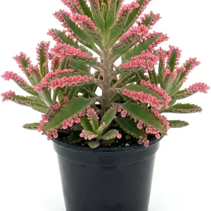 Kalanchoe Pink Butterfly Live Plant – Mother of Thousands Succulent – 2 inch Pot – Pink Leaves - Image 1
