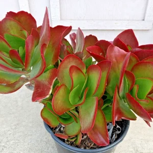 Kalanchoe Thyrsiflora Flapjack Paddle Plant Succulent Live - Green & Red Rosette - Image 2