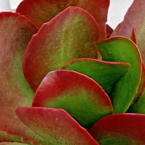 Kalanchoe Thyrsiflora Flapjack Paddle Plant Succulent Live - Green & Red Rosette - Image 3