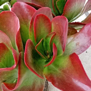 Kalanchoe Thyrsiflora Flapjack Paddle Plant Succulent Live - Green & Red Rosette - Image 4