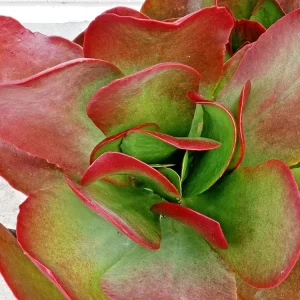 Kalanchoe Thyrsiflora Flapjack Paddle Plant Succulent Live - Green & Red Rosette - Image 5