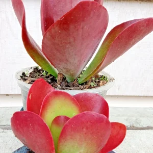 Kalanchoe Thyrsiflora Flapjack Paddle Plant Succulent Live - Green & Red Rosette - Image 6