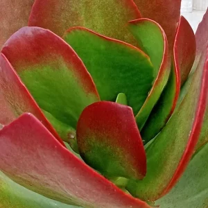 Kalanchoe Thyrsiflora Flapjack Paddle Plant Succulent Live - Green & Red Rosette - Image 7