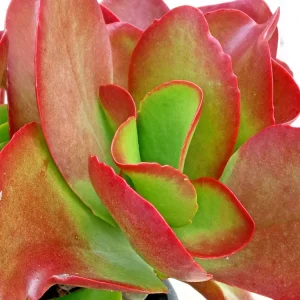 Kalanchoe Thyrsiflora Flapjack Paddle Plant Succulent Live - Green & Red Rosette - Image 1