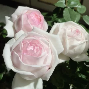 Kaoruno Rose Live Plant - Creamy Yellow Double Blooms, 130 cm Tall, Fragrant - Image 2