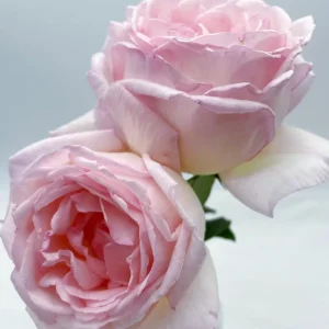 Kaoruno Rose Live Plant - Creamy Yellow Double Blooms, 130 cm Tall, Fragrant - Image 3