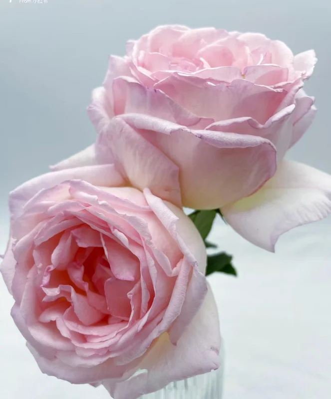 Kaoruno Rose Live Plant - Creamy Yellow Double Blooms, 130 cm Tall, Fragrant - Image 3