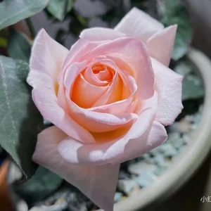 Kaoruno Rose Live Plant - Creamy Yellow Double Blooms, 130 cm Tall, Fragrant - Image 4