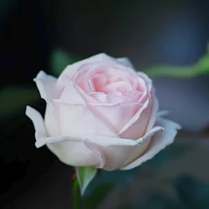 Kaoruno Rose Live Plant - Creamy Yellow Double Blooms, 130 cm Tall, Fragrant - Image 5