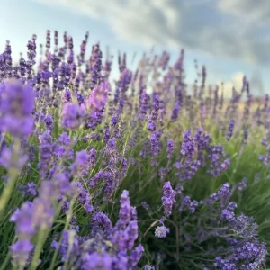 Lavender Herb Live Plant, Fragrant Purple Lavender in Quart Pot for Patio, Balcony, Indoor or Outdoor Planting - Image 2