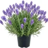 Lavender Herb Live Plant, Fragrant Purple Lavender in Quart Pot for Patio, Balcony, Indoor or Outdoor Planting - Image 1
