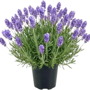 Lavender Herb Live Plant, Fragrant Purple Lavender in Quart Pot for Patio, Balcony, Indoor or Outdoor Planting - Image 1