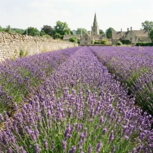 Lavender Herb Live Plant, Fragrant Purple Lavender in Quart Pot for Patio, Balcony, Indoor or Outdoor Planting - Image 3