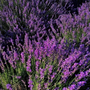 Lavender Herb Live Plant, Fragrant Purple Lavender in Quart Pot for Patio, Balcony, Indoor or Outdoor Planting - Image 4
