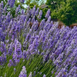 Lavender Herb Live Plant, Fragrant Purple Lavender in Quart Pot for Patio, Balcony, Indoor or Outdoor Planting - Image 5