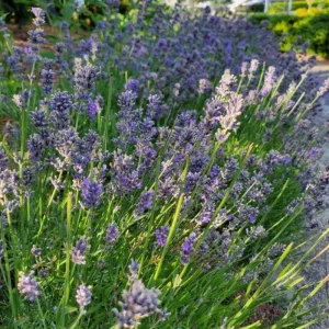 Lavender Herb Live Plant, Fragrant Purple Lavender in Quart Pot for Patio, Balcony, Indoor or Outdoor Planting - Image 6