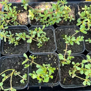 Live Purslane Plant – Edible Herb Heirloom Variety – Outdoor Garden Plant - Image 3