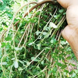 Live Purslane Plant – Edible Herb Heirloom Variety – Outdoor Garden Plant - Image 1