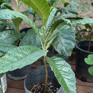 Loquat Live Plant - 5 Gallon Pot - Eriobotrya japonica Tree for Outdoor - Image 1